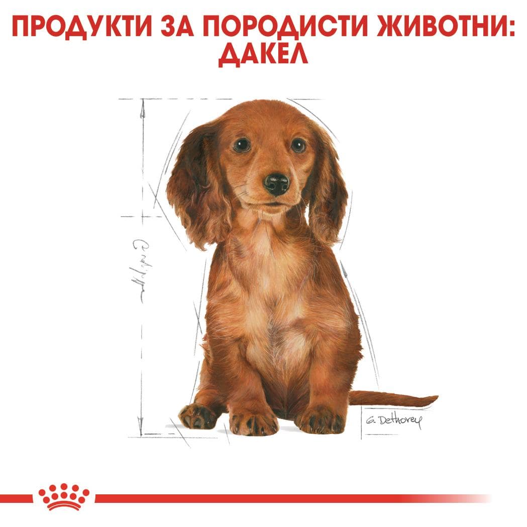 ROYAL CANIN® BHN DACHSHUND PUPPY 1.5кг - Image 4