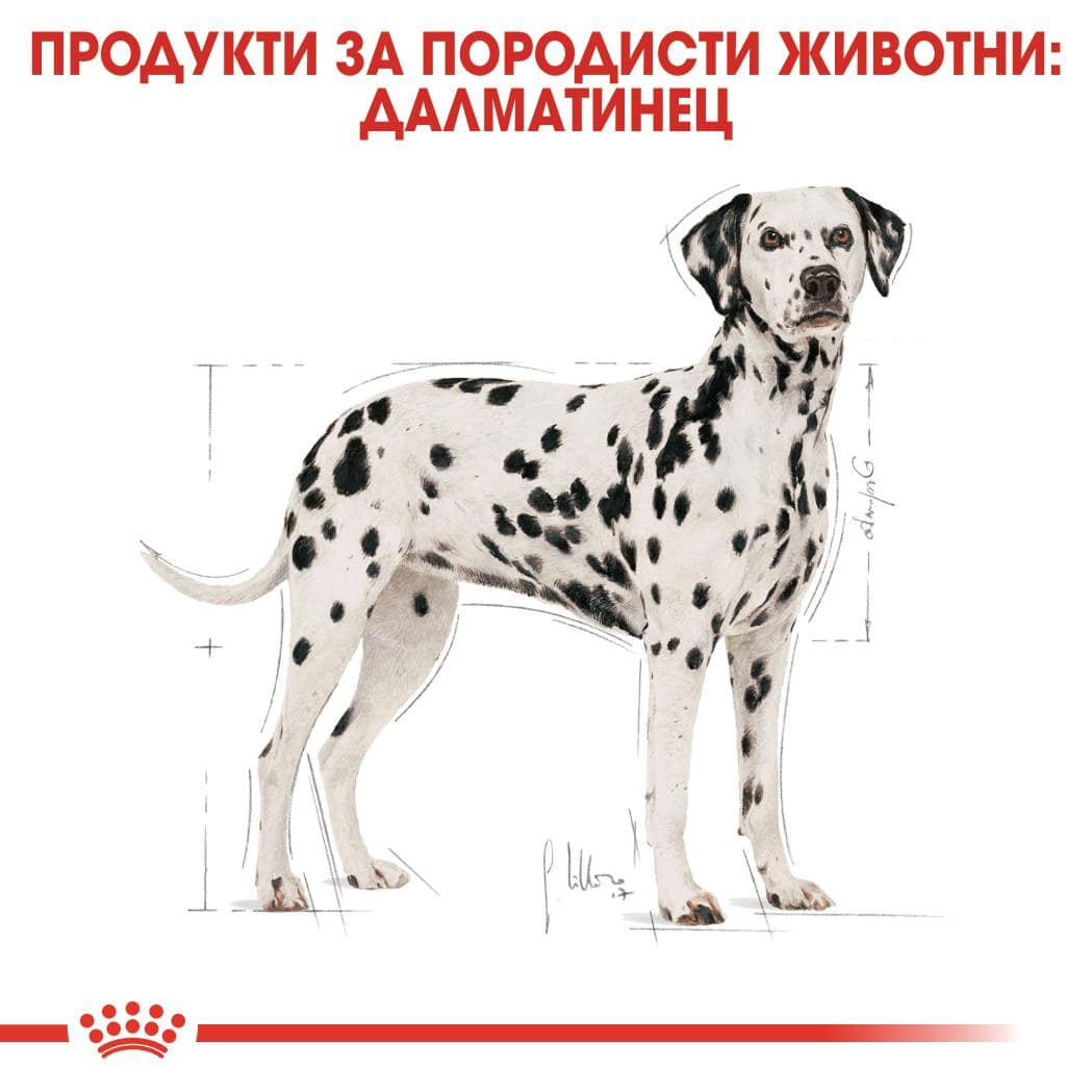 ROYAL CANIN® BHN DALMATIEN ADULT 12кг - Image 5