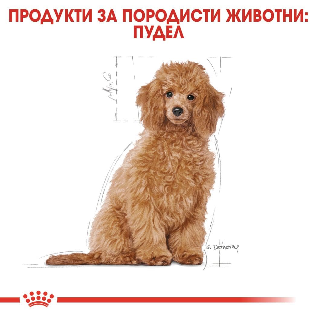 ROYAL CANIN® BHN POODLE PUPPY 500г - Image 4