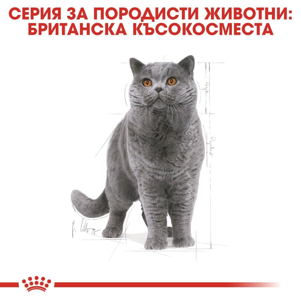 ROYAL CANIN® FBN BRITISH SHORTHAIR ADULT 10кг - Image 6