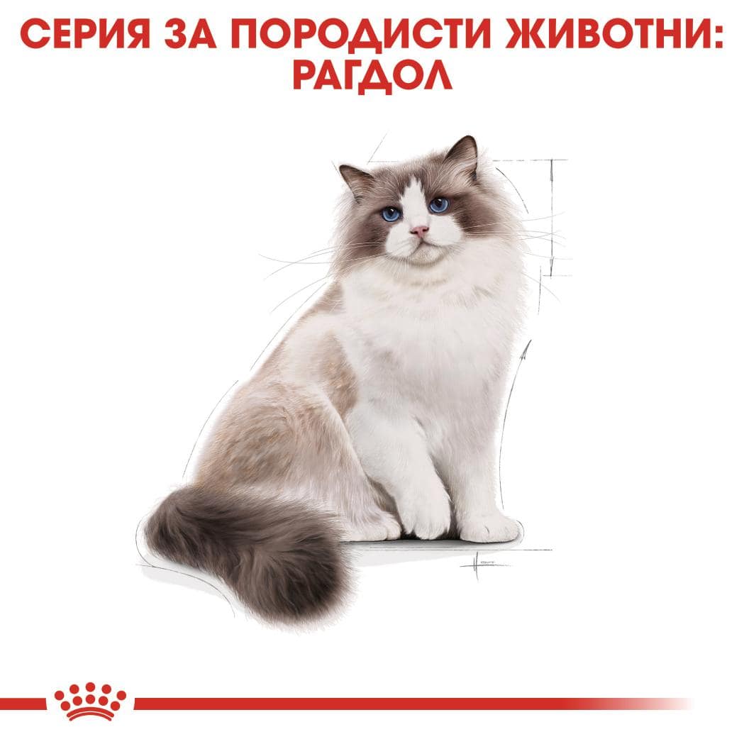 ROYAL CANIN® FBN RAGDOLL ADULT 10кг - Image 4