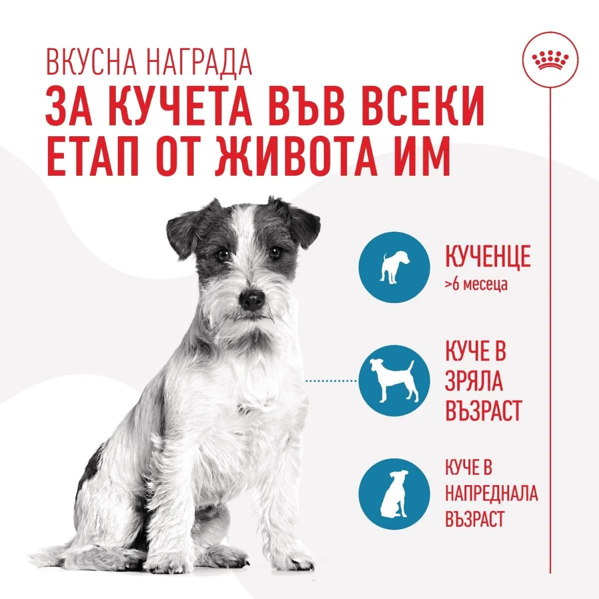 ROYAL CANIN® TRAINING TREATS 110G - Image 6