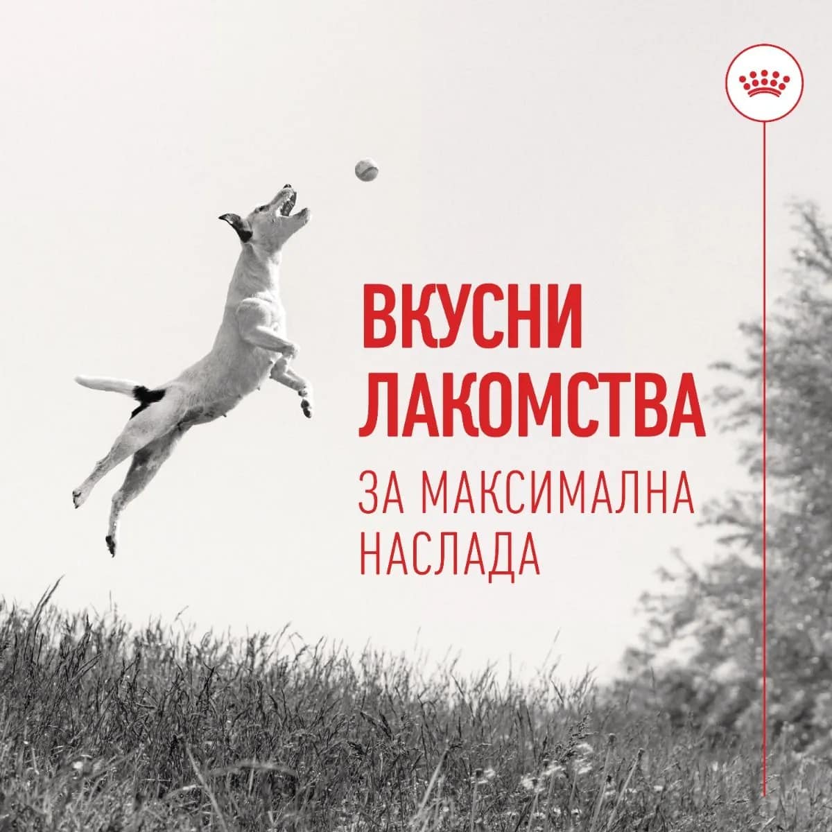 ROYAL CANIN® TRAINING TREATS 110G - Image 5