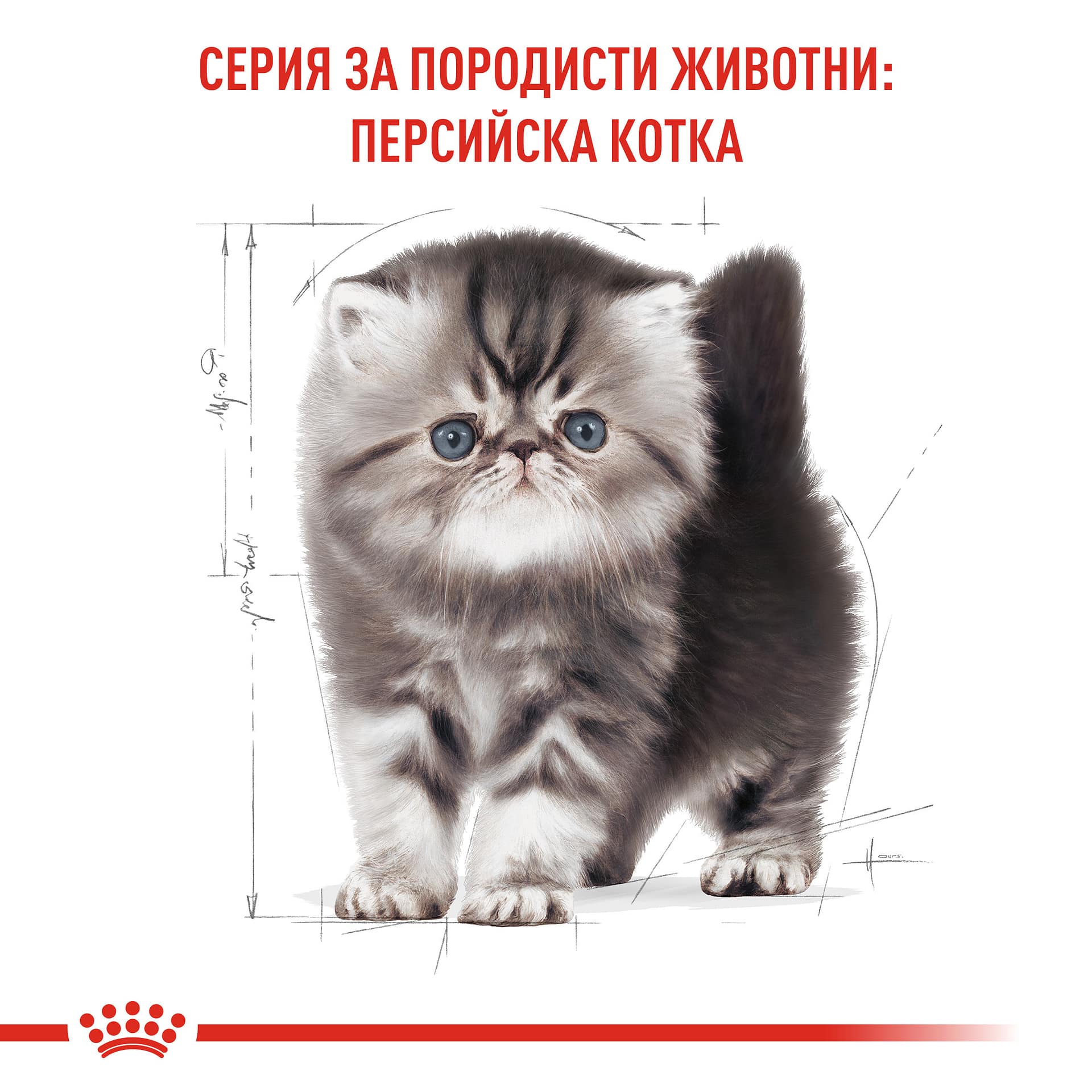 ROYAL CANIN® FBN PERSIAN KITTEN 10кг - Image 6