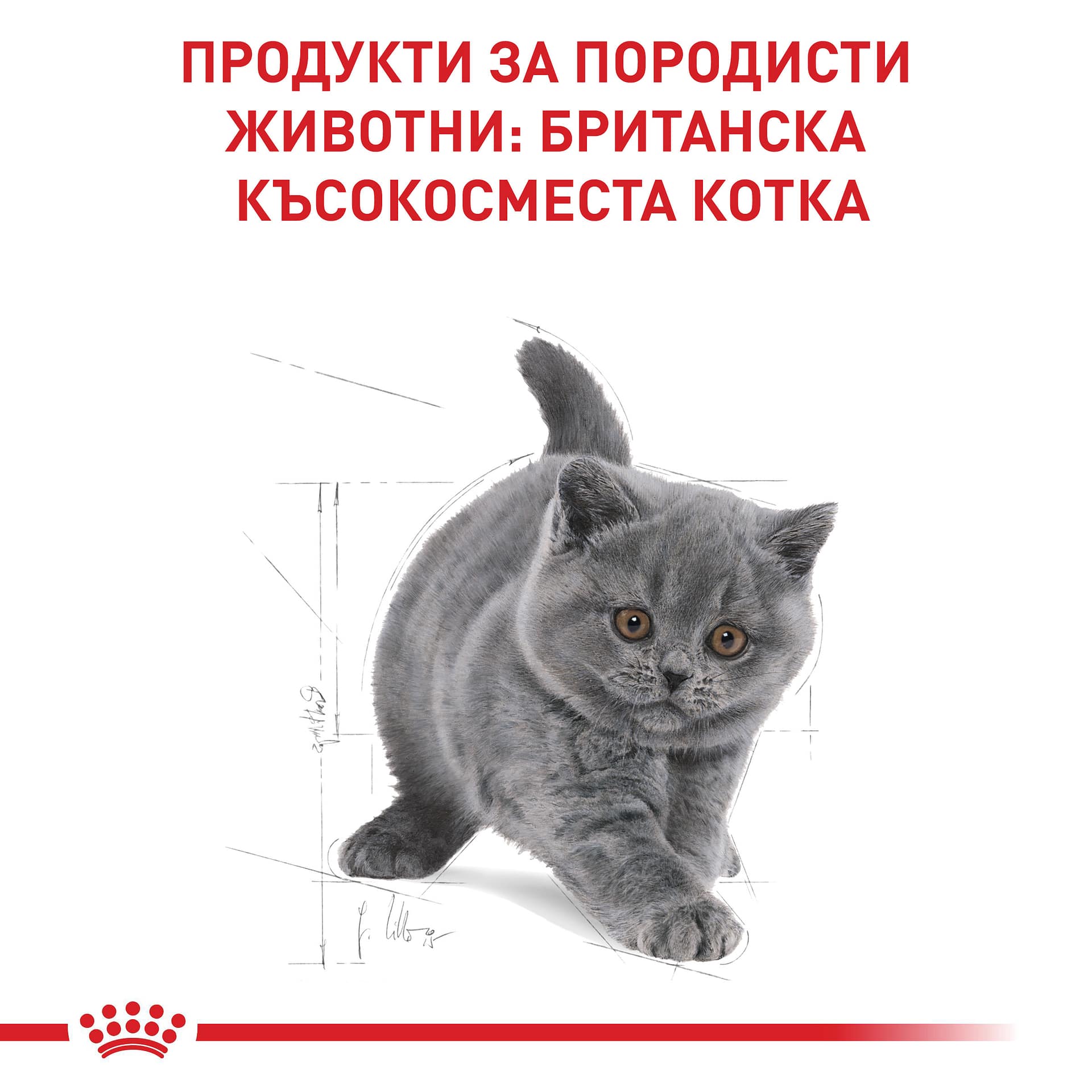 ROYAL CANIN® FBN BRITISH SHORTHAIR KITTEN 10кг - Image 5