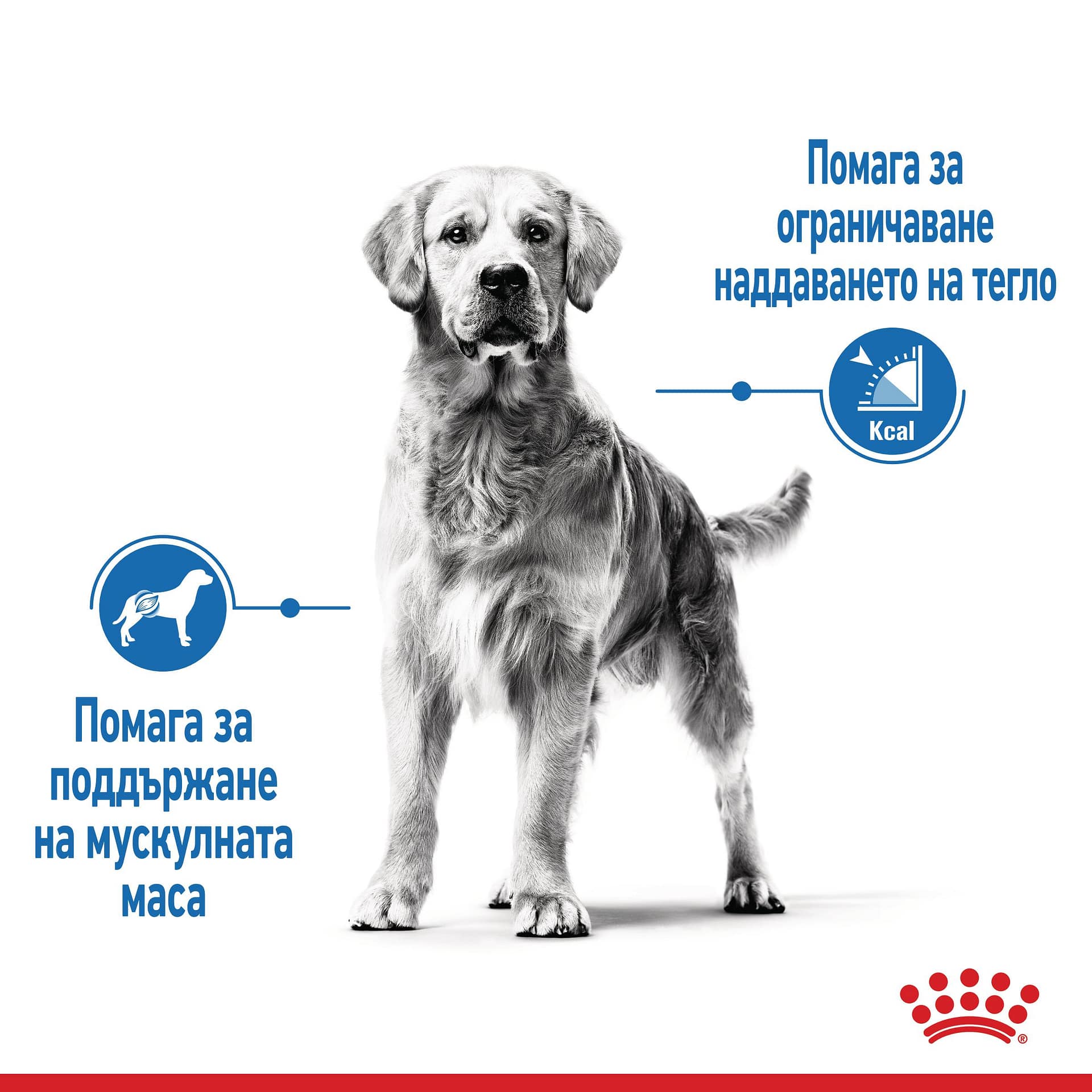 ROYAL CANIN® CCN MEDIUM LIGHT WEIGHT CARE 12кг - Image 5