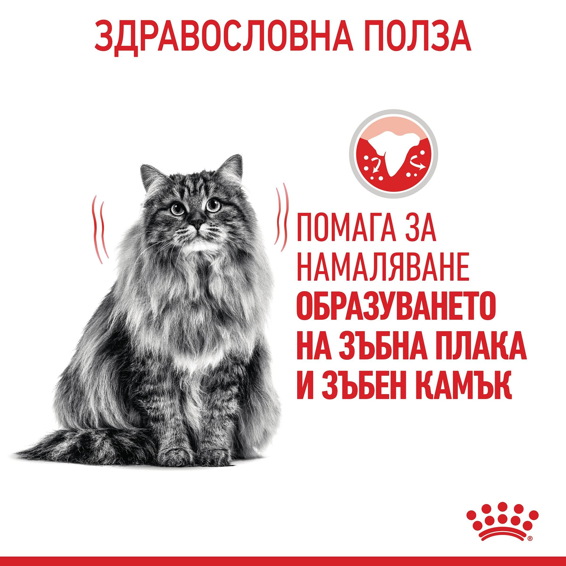 ROYAL CANIN® FCN DENTAL CARE CAT 1.5кг - Image 5