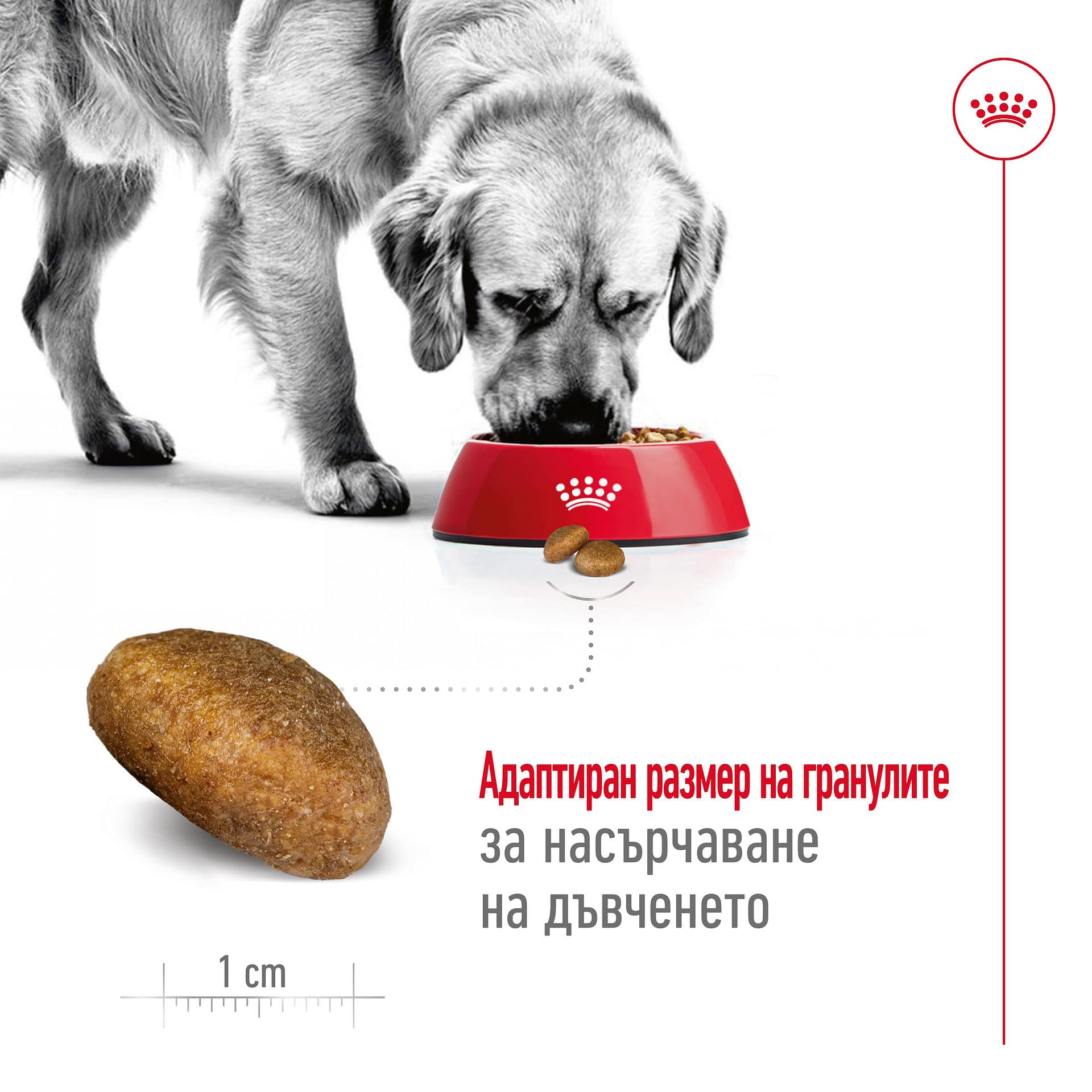 ROYAL CANIN® SHN MAXI ADULT 12кг - Image 5