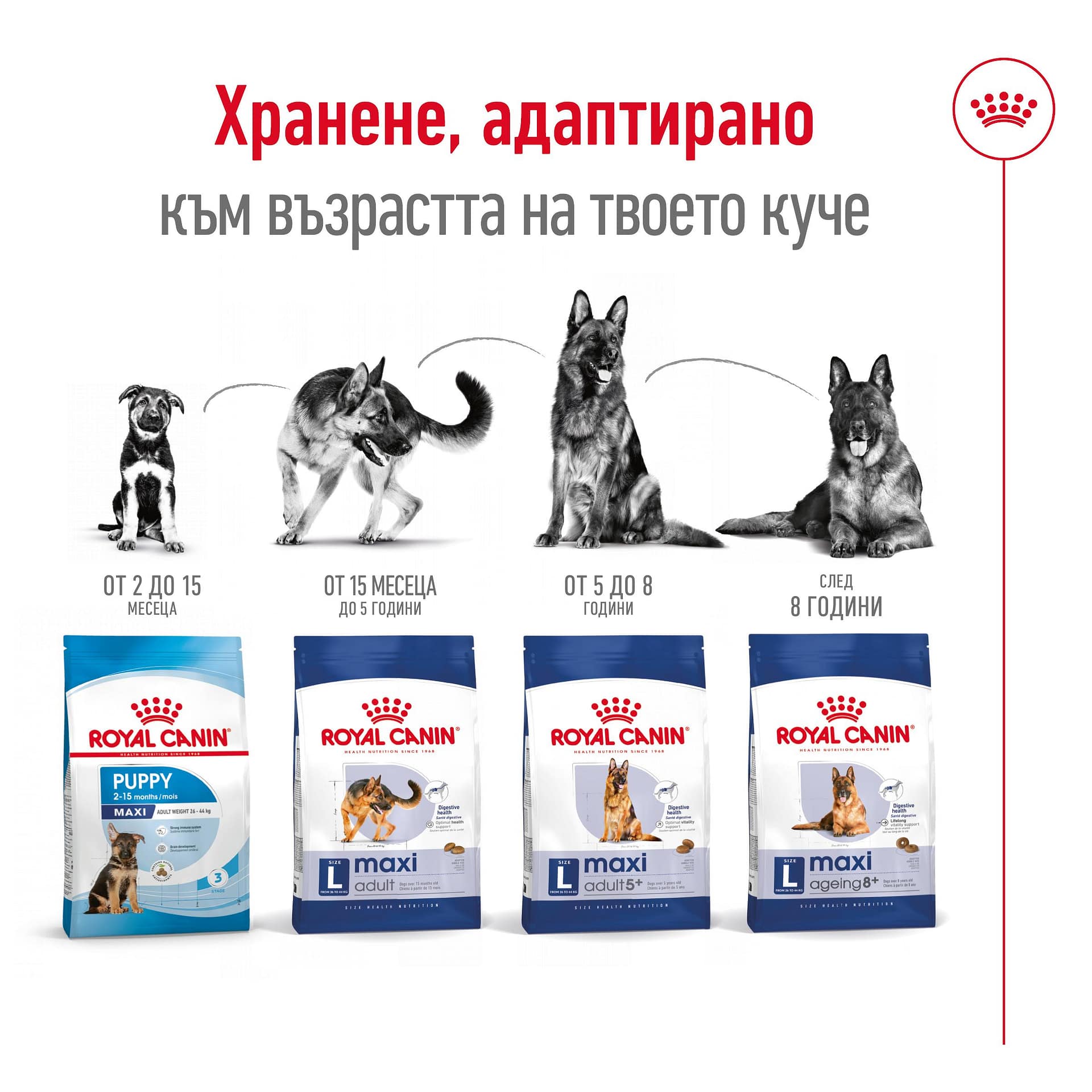 ROYAL CANIN® SHN MAXI ADULT 12кг - Image 4
