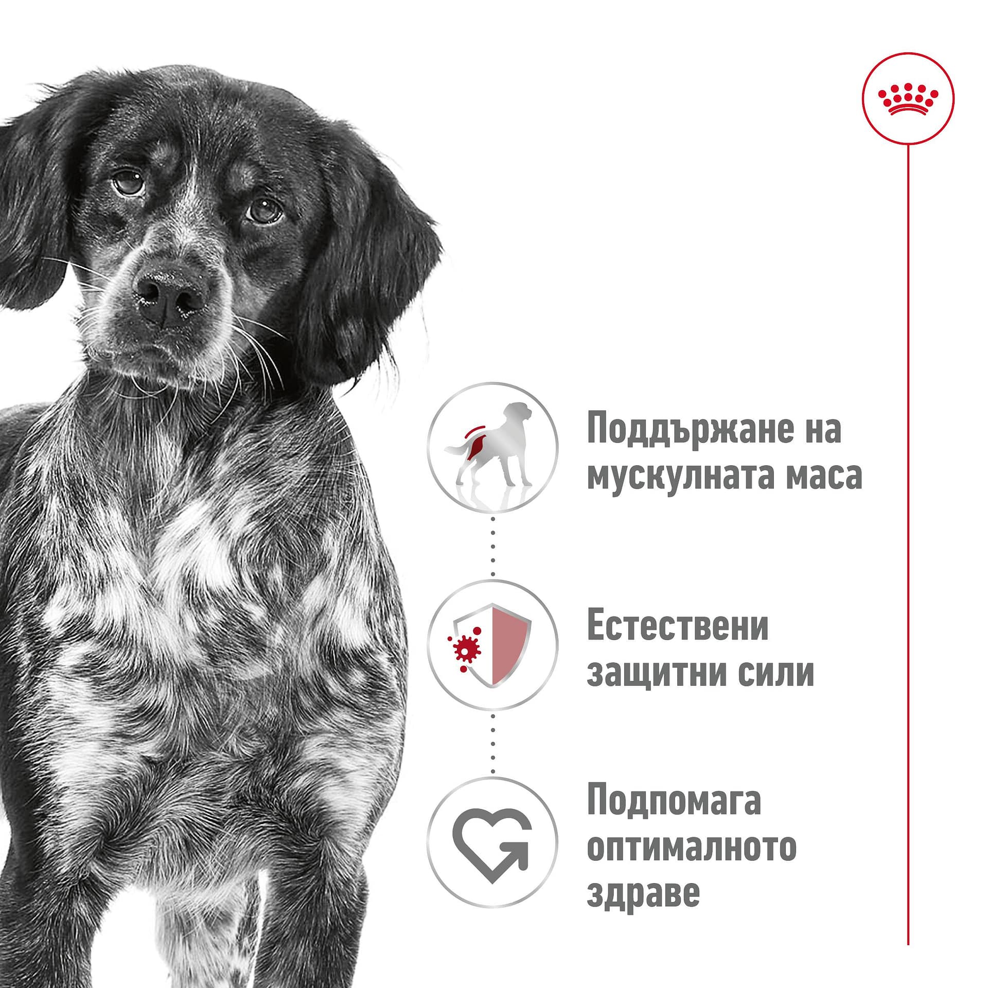 ROYAL CANIN® SHN MEDIUM ADULT пастет 410г - Image 4