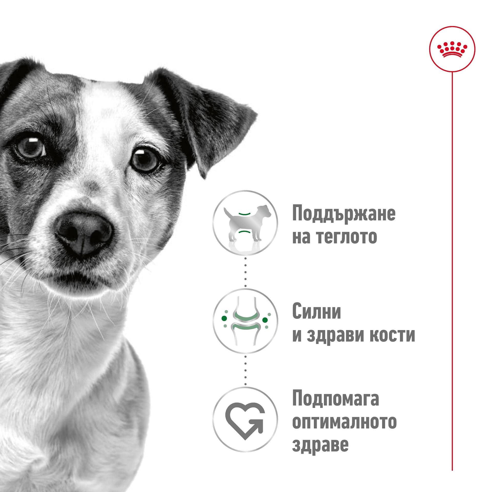 ROYAL CANIN® SHN MINI ADULT 2 кг - Image 7