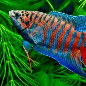 Акваристика