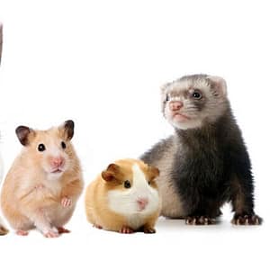 Малки животни