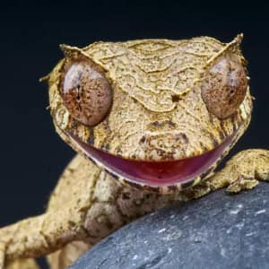 Терариумни животни