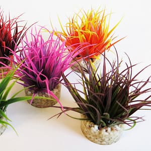 Растение Magic Nano Moss  8см от Sydeco, Франция