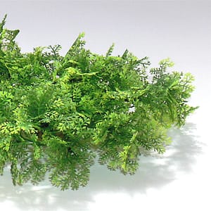 Растение Tropical Moss 8см от Sydeco, Франция