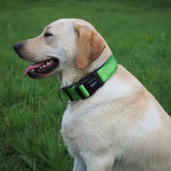 Нашийник CLASSIC PRENO EXTRA 38/40 мм./55-70 см. зелен - Image 2