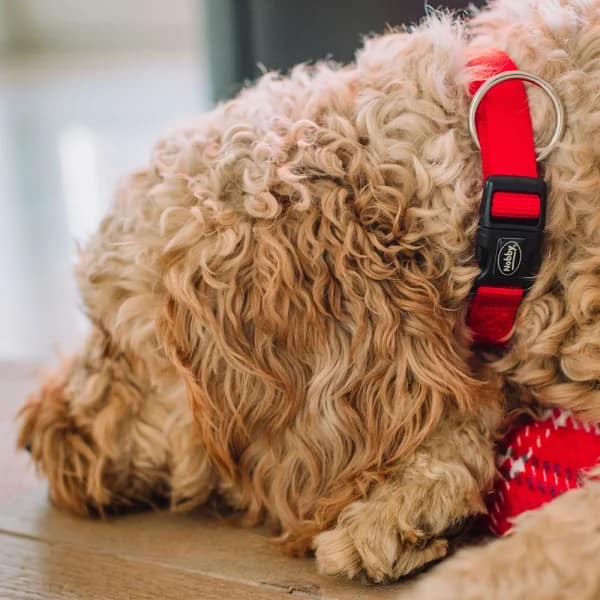 Нашийник “Classic“ 20-35 см./10 мм. червен - Image 2