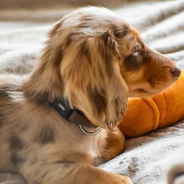 Нашийник “Classic“ 13-20 см./10 мм. кафяв - Image 2